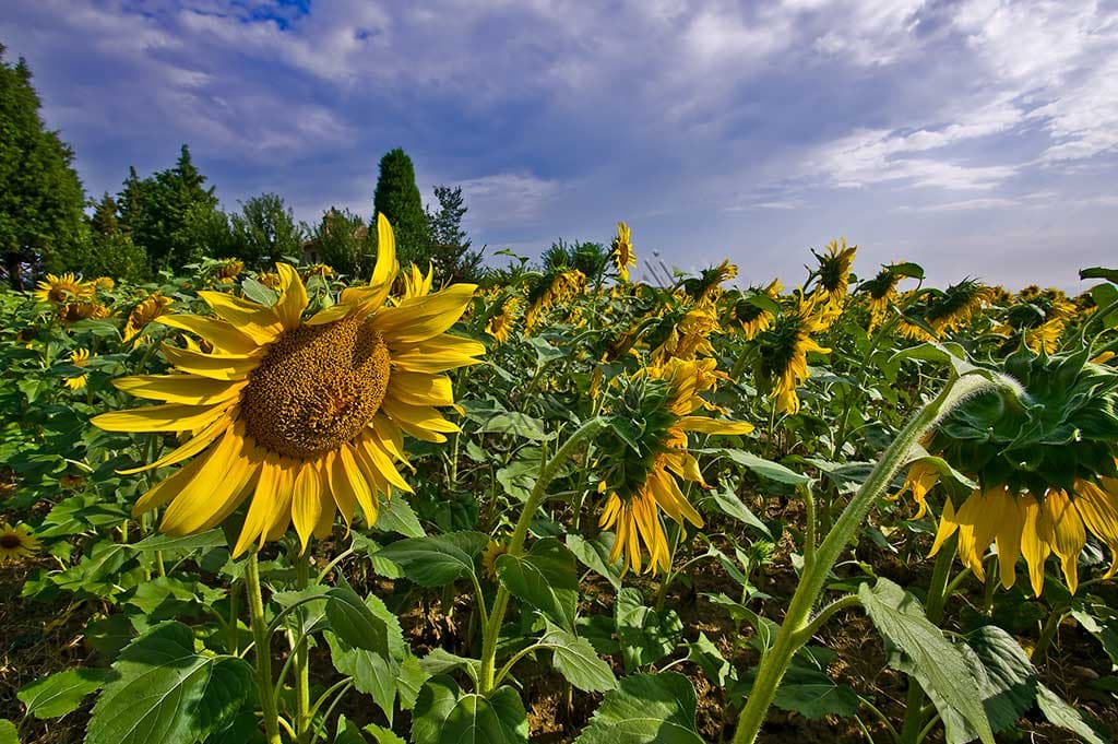 Foto di un vasto campo di girasoli (Helianthus annuus) in piena fioritura