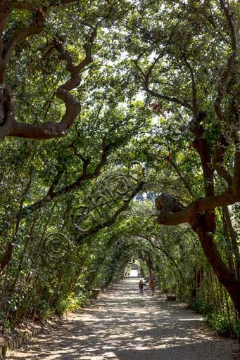 Vista prospettica del viale alberato nei Giardini di Boboli a Firenze, con cipressi e statue